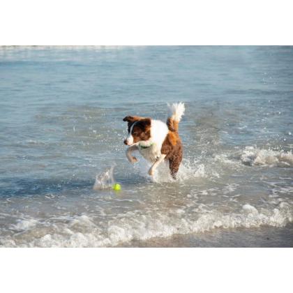 Мяч для собак с пищалкой Squeekz, лайм, 6,4см-2