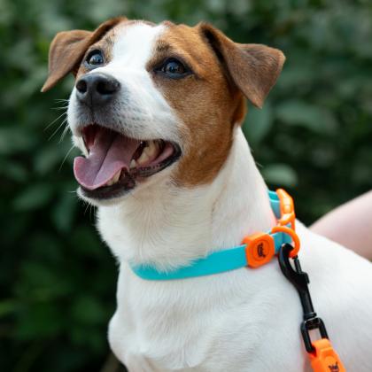 Ошейник из биотана "Лазурный апельсин" L, голубой, 2,5*45-68см-1