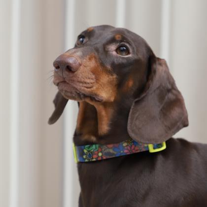 Ошейник из биотана "Цветы" M, разноцветный, 2*34-49см-3