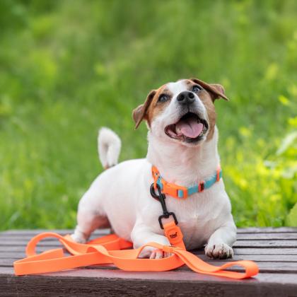 Поводок из биотана "Матрица" M, оранжевый, 2*200см-1